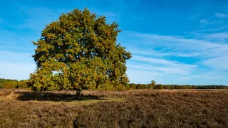 Ermelo, 荷兰, 蓝色, 秋季, 天空, 荷兰, 景观, 徕卡