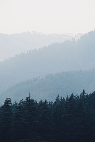 在遥远的松树上