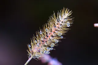 自然, 颜色, 植物, 花, 光, 特写, 花园, 野生