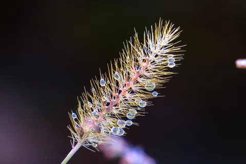自然, 颜色, 植物, 花, 光, 特写, 花园, 野生 自然, 颜色, 植物, 花, 光, 特写, 花园, 野生