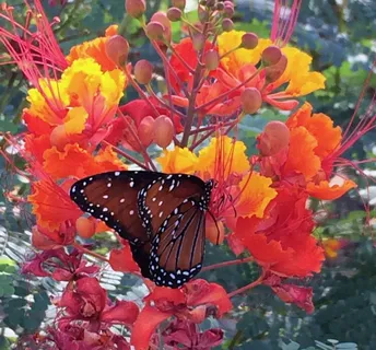 美国，亚利桑那州，花卉，开花植物，植物，自然之美，脆弱性，野生动物