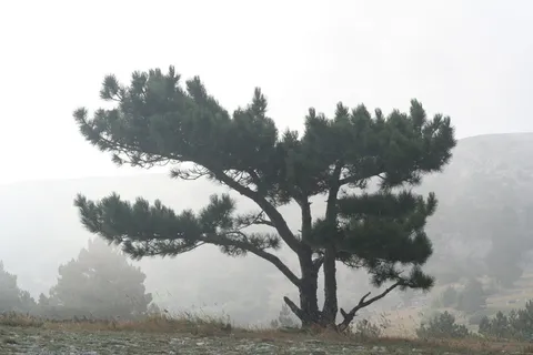 松树、山脉、雾、景观、自然、夏季、克里米亚、ai petri 松树、山脉、雾、景观、自然、夏季、克里米亚、ai petri