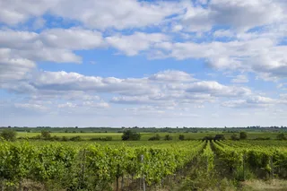 葡萄，藤蔓，藤蔓，藤蔓库存，葡萄酒，葡萄园，种植，水果