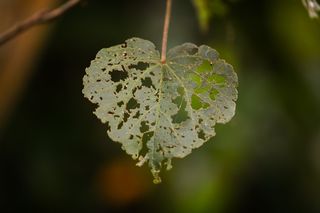 爱, 孔, 心, 形状, 情人节, 质地, 夏天, 符号
