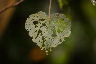 爱, 孔, 心, 形状, 情人节, 质地, 夏天, 符号