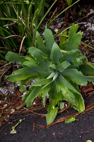 肉质、绿色、受损、冰雹、风暴、切碎、树叶、花园