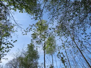 树，植物，吉林厄姆，肯特，英国，森林，自然，桦树