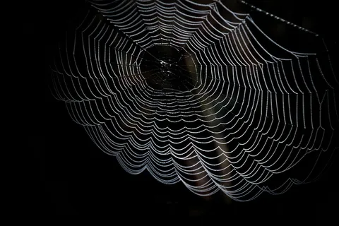 黑白、艺术、深色、图案、抽象、蛛形纲、封闭、蛛网 黑白、艺术、深色、图案、抽象、蛛形纲、封闭、蛛网