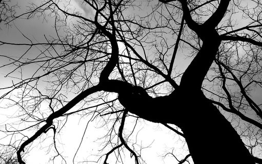 裸, 树, 白, 云, 皇冠, 审美, 日志, 自然