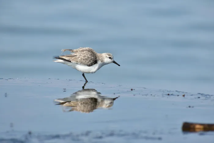 动物，海洋，海滩，鸟类，野生鸟类，部门，客户经理，伸展