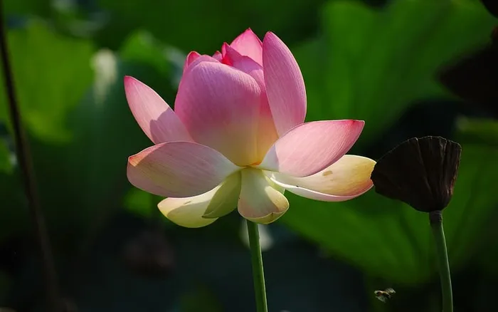 特写摄影中的粉红莲花