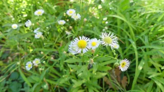 洋甘菊，花，洋甘菊花，野生草本植物，野生草本植物，开花植物，植物，新鲜度