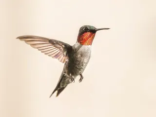 红宝石喉蜂鸟，蜂鸟，飞行，肖像，野生动物，自然，飞行，翅膀