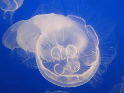 水母,水,水母,水族馆,生物,海洋,海洋生物,水下 水母,水,水母,水族馆,生物,海洋,海洋生物,水下