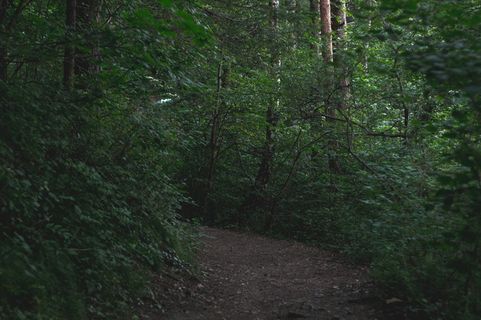 奥地利，因斯布鲁克，植物，树木，森林，土地，生长，方向