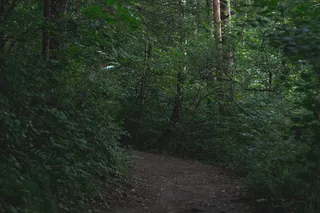 奥地利，因斯布鲁克，植物，树木，森林，土地，生长，方向