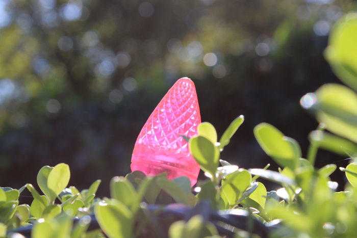自然，灯，圣诞节，假期，散景，粉红色，植物，增长