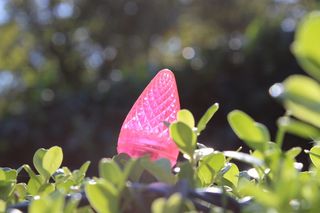 自然，灯，圣诞节，假期，散景，粉红色，植物，增长