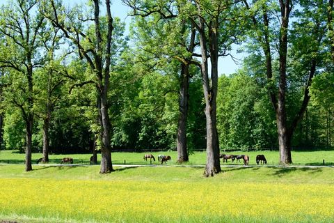 林荫道，林荫道，树木，远离，自然，草地，牧场，马