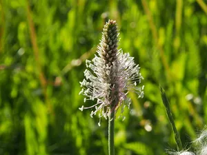 芭蕉，草地，特写，春天，植物，生长，自然之美，花