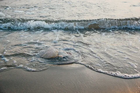 海,自然,海滩,沙子,动物,海湾,海岸,水母 海,自然,海滩,沙子,动物,海湾,海岸,水母