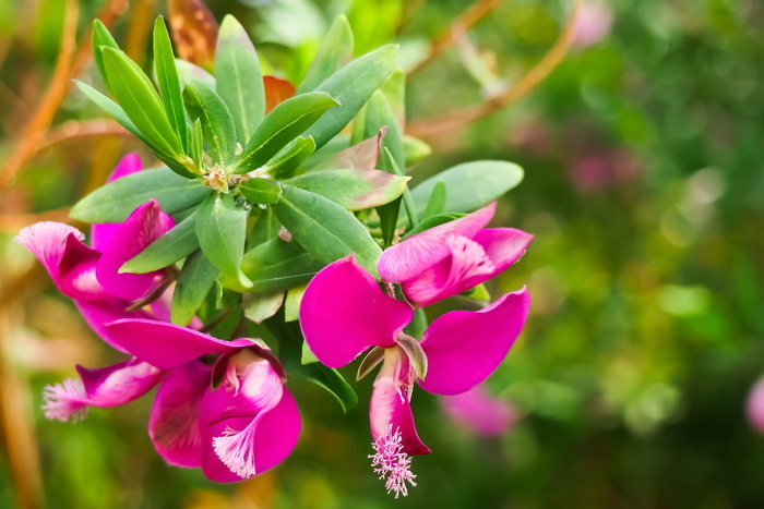 cyrtanthus，flower，cyrtantheae，石蒜科，紫色，粉色，bloom，bloom