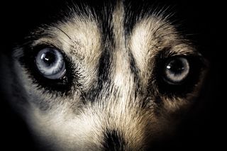 黑白短毛动物特写照片