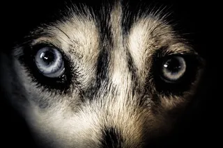 黑白短毛动物特写照片