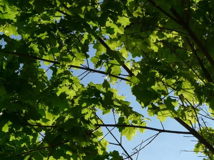 枫树,枫叶,树叶,树冠,树木,绿色,挪威枫树,槭树 枫树,枫叶,树叶,树冠,树木,绿色,挪威枫树,槭树