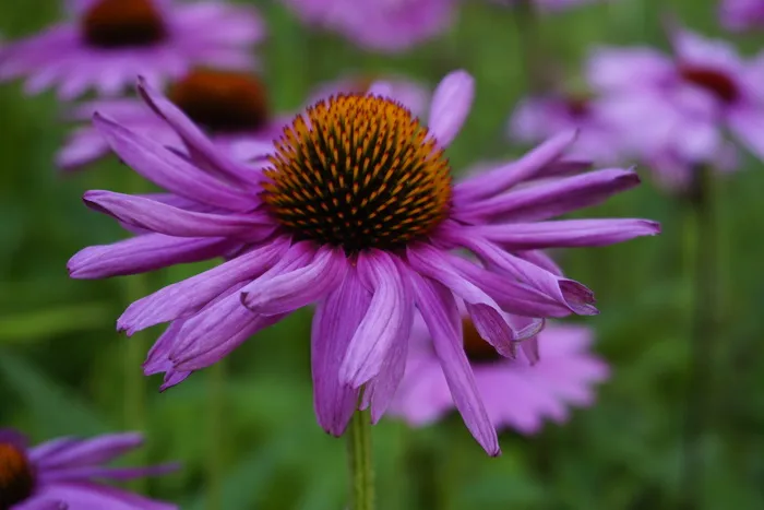 紫锥花，花朵，火鸡，植物，紫锥菊，开花植物，脆弱性，植物