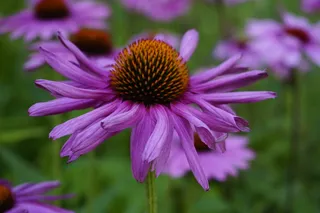 紫锥花，花朵，火鸡，植物，紫锥菊，开花植物，脆弱性，植物