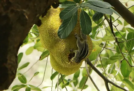 松鼠,杰克,水果,自然,风景,绿色,树叶,杰克水果 松鼠,杰克,水果,自然,风景,绿色,树叶,杰克水果