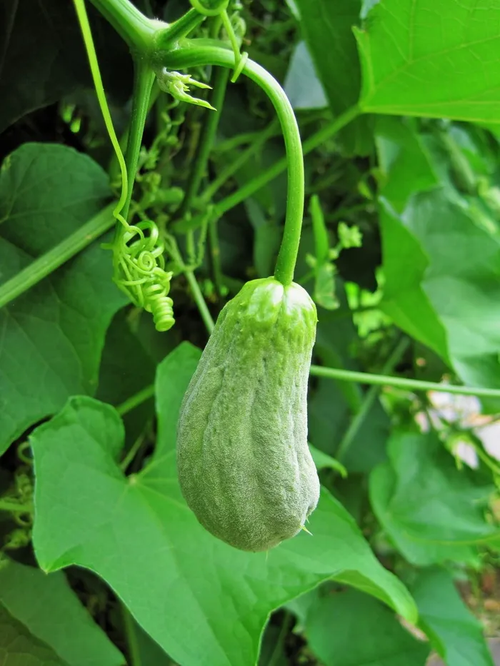 南瓜，水果，蔬菜，蔬菜，蔬菜，蔬菜，蔬菜，食品