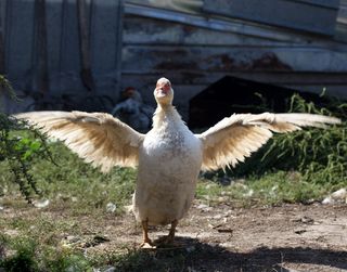 速率，翅膀，躺着，鸟，白色，鸟，动物主题，动物