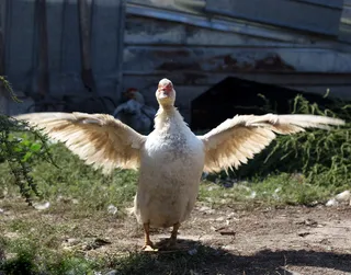 速率，翅膀，躺着，鸟，白色，鸟，动物主题，动物