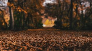 黑色和棕色印花织物