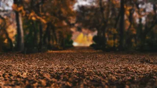 黑色和棕色印花织物