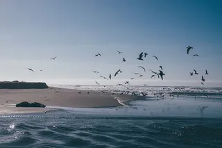 飞行，鸟，海水，白天，海，海洋，水，波浪