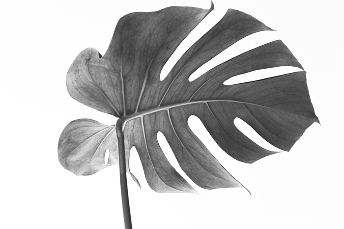 怪物，叶子，植物，植物学，美味怪物，脆弱，脆弱，摄影棚拍摄