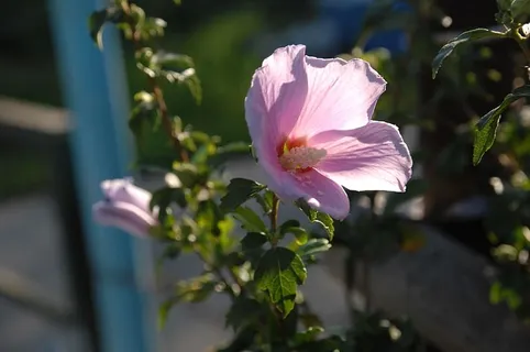 莎伦玫瑰,背光,花朵,花朵,开花植物,花瓣,清新,自然之美 莎伦玫瑰,背光,花朵,花朵,开花植物,花瓣,清新,自然之美