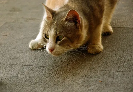 动物,猫,宠物,动物世界,家猫,动物,流浪者,头 动物,猫,宠物,动物世界,家猫,动物,流浪者,头