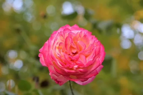 玫瑰,花朵,自然,浪漫,橙色,爱情,树叶,植物 玫瑰,花朵,自然,浪漫,橙色,爱情,树叶,植物