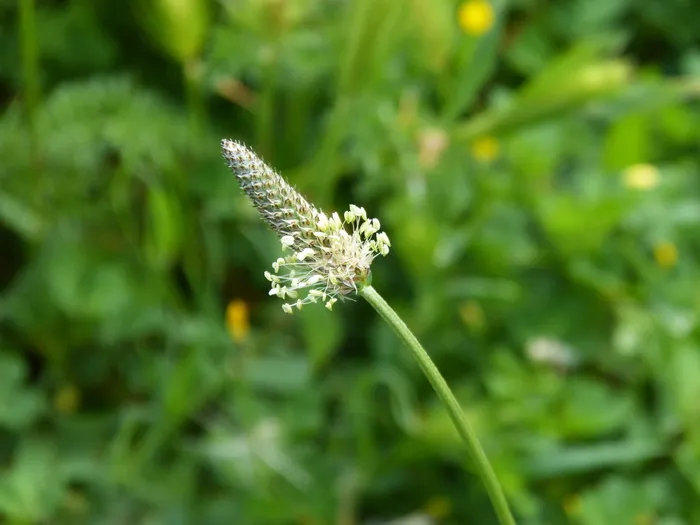 花，春天，圆锥形，美丽，植物，自然之美，生长，开花植物