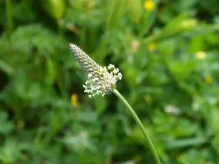 花，春天，圆锥形，美丽，植物，自然之美，生长，开花植物