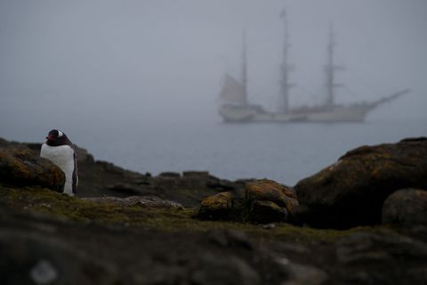 南极洲、理货、帆船、佩金、鸟、安塔提卡、海洋、薄雾