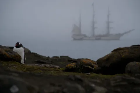 南极洲、理货、帆船、佩金、鸟、安塔提卡、海洋、薄雾