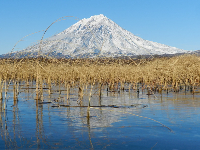 科里亚克火山, 堪察加, 秋季, 雪, 金草, 景观, 性质, 秋天的颜色