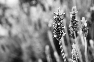 黑白，开花，开花，开花，特写，颜色，田野，花