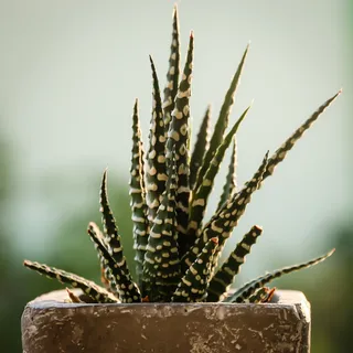 仙人掌,植物,绿色,替代医学,自然,植物,草药,保健和医药 仙人掌,植物,绿色,替代医学,自然,植物,草药,保健和医药