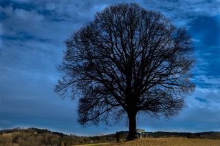 树，天空，卡尔，自然，覆盖的天空，云，原木，景观